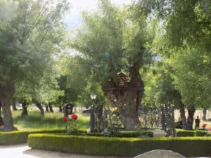 The tree where Our Lady appeared in Prado Nuevo