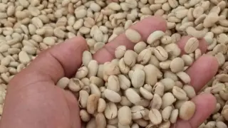 Beans ready for roasting