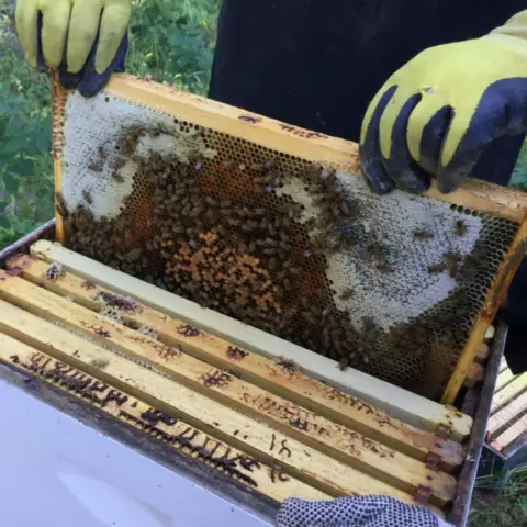 Beekeeping is one of the activities here at Duchovny Mens Monastery in Weston, Oregon