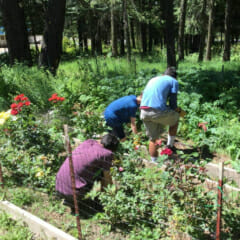 Retreatants helping out picking vegetables at Duchovny Mens Retreat Center in Weston, Oregon