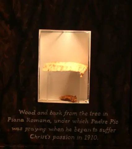 Wood & bark from the tree under which Padre Pio was praying when he received the Stigmata