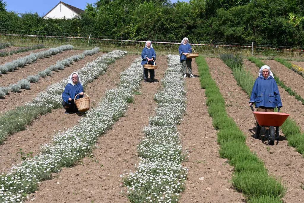 Sisters of the Little Sisters Disciples of the Lamb working in the gardens