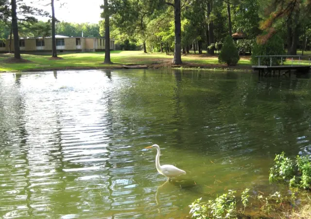 Egret in the lake at the monastery of the child Jesus in Lufkin, texas